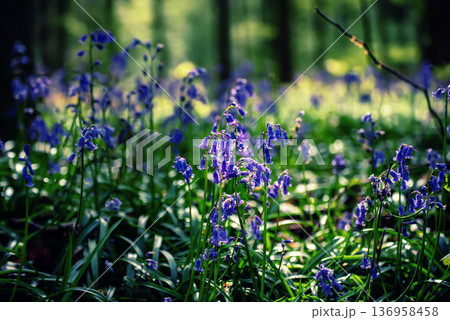 Blossoming lovely spring violet-blue flowers - common bluebells or hyacinthoides, Belgium 136958458