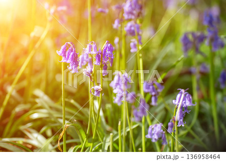 Blossoming lovely spring violet-blue flowers - common bluebells or hyacinthoides, Belgium 136958464