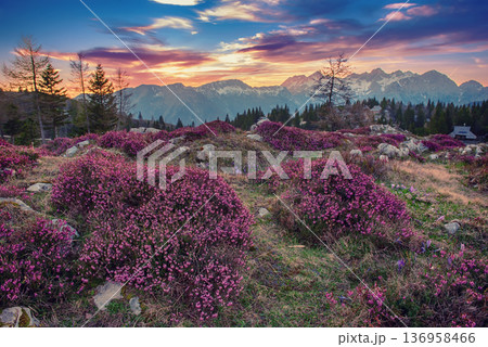 Heather flowers blooming at sunset, Velika Planina, Kamnic, Slovenia, Easter sunny landscape Heather flowers blooming at sunset, Velika Planina, Kamnic, Slovenia, Easter sunny landscape 136958466
