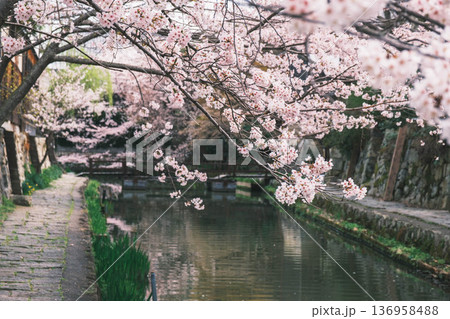 [八幡堀]美しい桜が咲き誇る風景 / 時代劇のロケ地にも度々使用されている古風な町並み 136958488