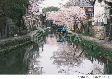 [八幡堀]美しい桜が咲き誇る風景 / 時代劇のロケ地にも度々使用されている古風な町並み 136958493