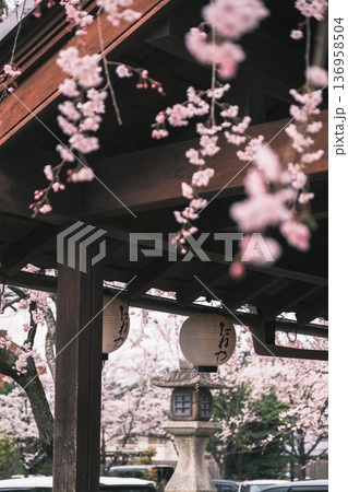 [八幡堀]美しい桜が咲き誇る風景 / 時代劇のロケ地にも度々使用されている古風な町並み 136958504