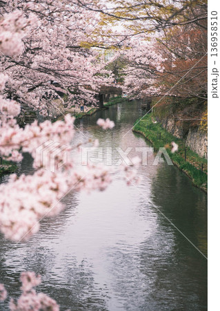 [八幡堀]美しい桜が咲き誇る風景 / 時代劇のロケ地にも度々使用されている古風な町並み 136958510