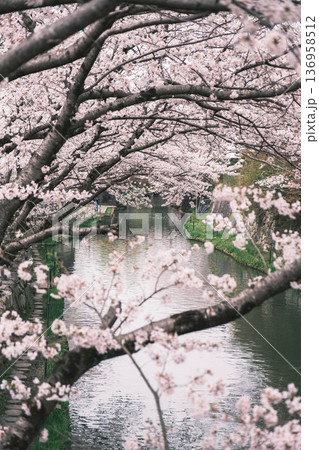 [八幡堀]美しい桜が咲き誇る風景 / 時代劇のロケ地にも度々使用されている古風な町並み 136958512