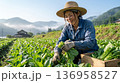 農業をする女性農家　自然の中で野菜を収穫する日本の農業風景2 136958527