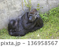 横になったゴリラ 136958567