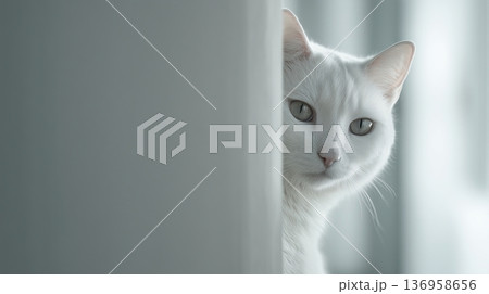 White Cat Peeking in Soft Light White Cat Peeking in Soft Light 136958656