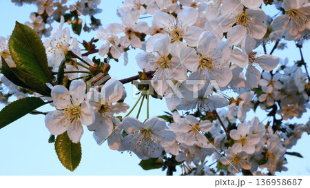 A branch of blooming cherry trees against a blue sky in the spring in the garden 136958687