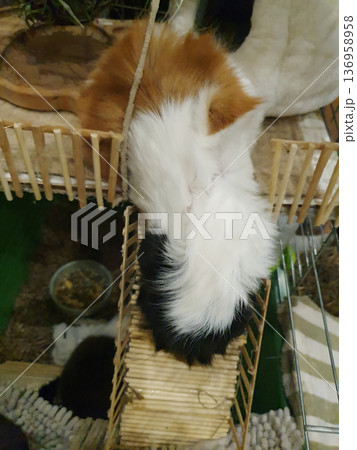 Tricolor guinea pig of the rosette breed, resting in a cage near a wooden fence Tricolor guinea pig of the rosette breed, resting in a cage near a wooden fence 136958958