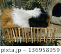 Tricolor guinea pig of the rosette breed, resting in a cage near a wooden fence 136958959