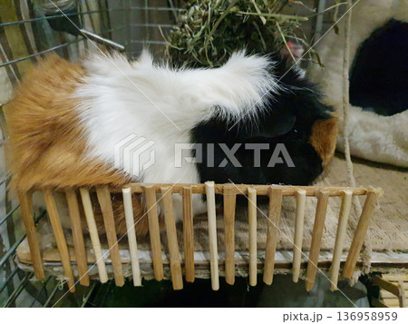 Tricolor guinea pig of the rosette breed, resting in a cage near a wooden fence 136958959