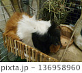 Tricolor guinea pig of the rosette breed, resting in a cage near a wooden fence 136958960