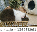A tricolor guinea pig is resting in a cage near a wooden fence 136958961