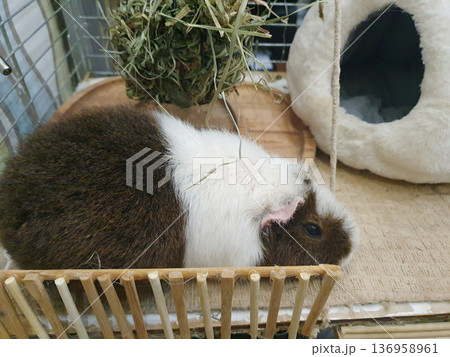A tricolor guinea pig is resting in a cage near a wooden fence 136958961