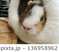 Cute guinea pig peeking out from a soft white plush house. Portrait of a small pet in a cozy cage. 136958962