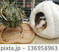 Guinea pig resting in a soft white plush house next to a hay feeder ball. Cozy and well-equipped habitat 136958963