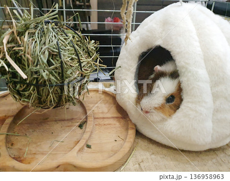 Guinea pig resting in a soft white plush house next to a hay feeder ball. Cozy and well-equipped habitat Guinea pig resting in a soft white plush house next to a hay feeder ball. Cozy and well-equipped habitat 136958963