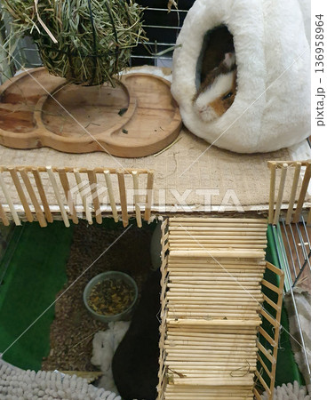 Guinea pig resting in a soft white plush house next to a hay feeder ball. Cozy and well-equipped habitat Guinea pig resting in a soft white plush house next to a hay feeder ball. Cozy and well-equipped habitat 136958964