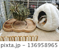 Guinea pig resting in a soft white plush house next to a hay feeder ball. Cozy and well-equipped habitat 136958965