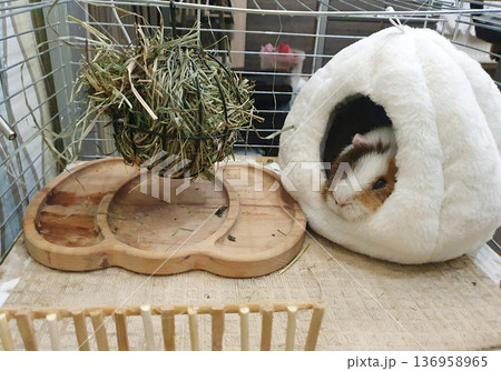 Guinea pig resting in a soft white plush house next to a hay feeder ball. Cozy and well-equipped habitat Guinea pig resting in a soft white plush house next to a hay feeder ball. Cozy and well-equipped habitat 136958965