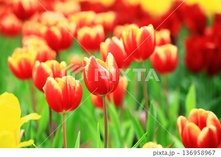チューリップ ﾁｭｰﾘｯﾌﾟ 花 136958967