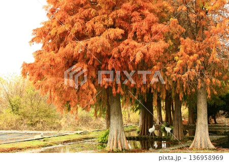 景色 風景 地形 136958969