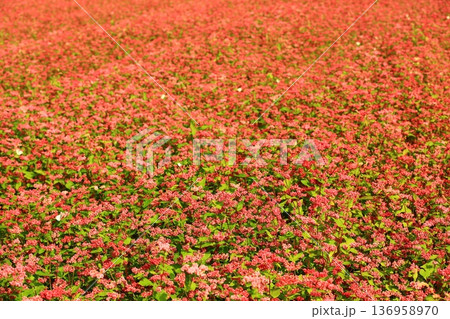 年越そば 赤そば 赤ソバ 136958970