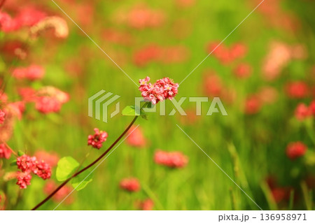 年越そば 赤そば 赤ソバ 136958971