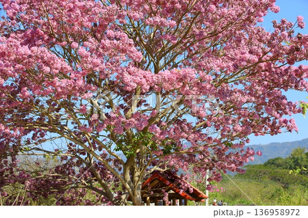 花 フラワー お花 136958972
