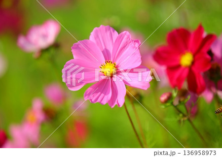 菊 キク 菊の花 136958973
