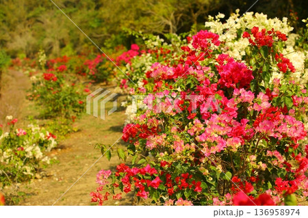 ブーゲンビリア ブーゲンビレア イカダカズラ 136958974