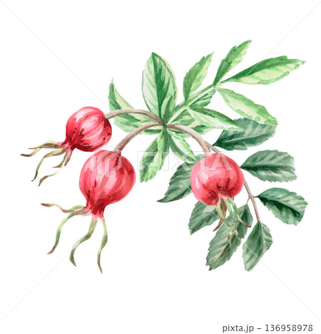 Ripe rose hips on a branch. Isolated watercolor illustration for herbal tea-themed designs, culinary and nature-related branding, environmental campaigns, and educational materials. 136958978