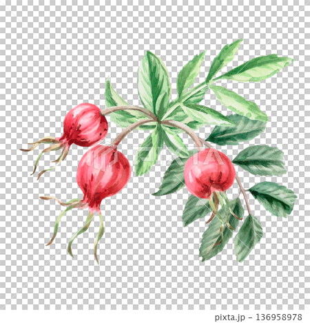 Ripe rose hips on a branch. Isolated watercolor illustration for herbal tea-themed designs, culinary and nature-related branding, environmental campaigns, and educational materials. 136958978