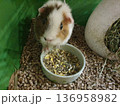 Guinea pig eating dry food from a ceramic bowl on wood pellet bedding. 136958982
