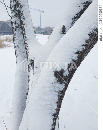 Close up of tree trunk covered with fresh snow, natural winter texture background. 136958984