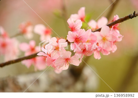 桜 さくら サクラ 136958992