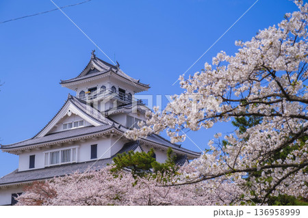 [長浜城]美しい桜が咲き誇る滋賀県の桜の名所 / かっこいい御城と桜のコラボレーション風景が魅力のス 136958999