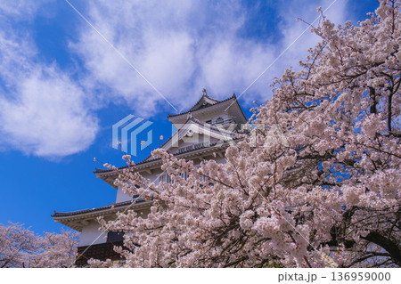 [長浜城]美しい桜が咲き誇る滋賀県の桜の名所 / かっこいい御城と桜のコラボレーション風景が魅力のス 136959000