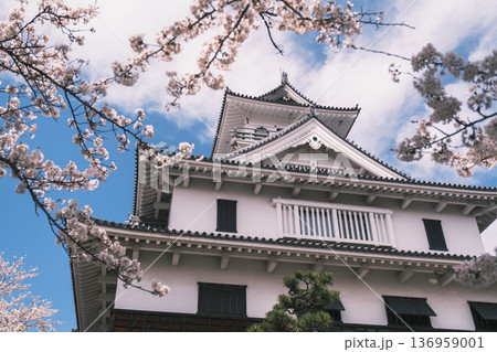 [長浜城]美しい桜が咲き誇る滋賀県の桜の名所 / かっこいい御城と桜のコラボレーション風景が魅力のス 136959001