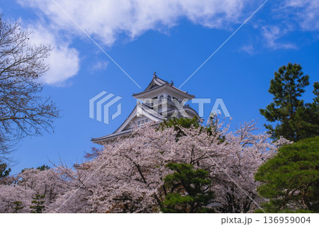 [長浜城]美しい桜が咲き誇る滋賀県の桜の名所 / かっこいい御城と桜のコラボレーション風景が魅力のス 136959004