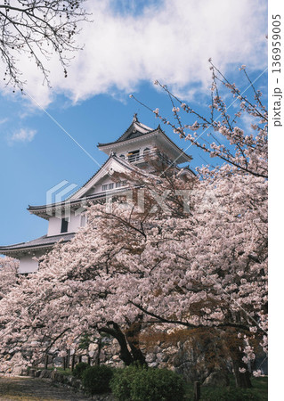 [長浜城]美しい桜が咲き誇る滋賀県の桜の名所 / かっこいい御城と桜のコラボレーション風景が魅力のス 136959005