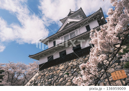 [長浜城]美しい桜が咲き誇る滋賀県の桜の名所 / かっこいい御城と桜のコラボレーション風景が魅力のス 136959009