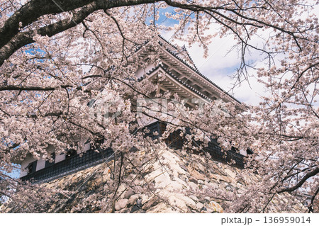 [長浜城]美しい桜が咲き誇る滋賀県の桜の名所 / かっこいい御城と桜のコラボレーション風景が魅力のス 136959014