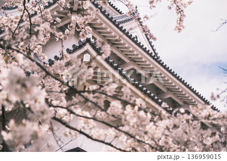 [長浜城]美しい桜が咲き誇る滋賀県の桜の名所 / かっこいい御城と桜のコラボレーション風景が魅力のス 136959015
