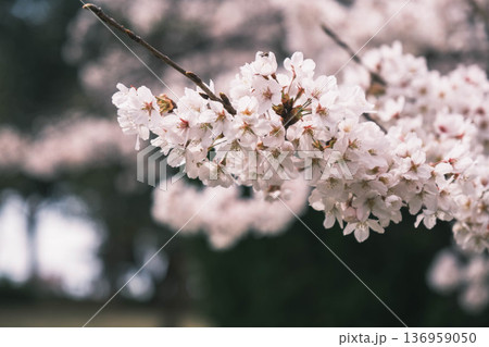 [長浜城]美しい桜が咲き誇る滋賀県の桜の名所 136959050