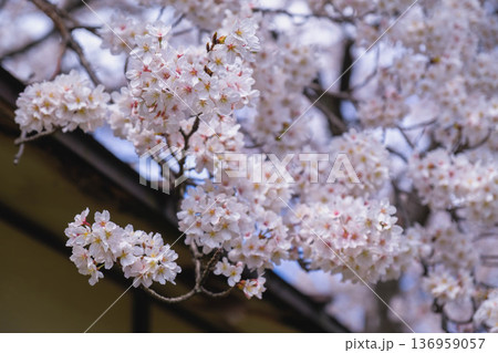 [長浜城]美しい桜が咲き誇る滋賀県の桜の名所 136959057
