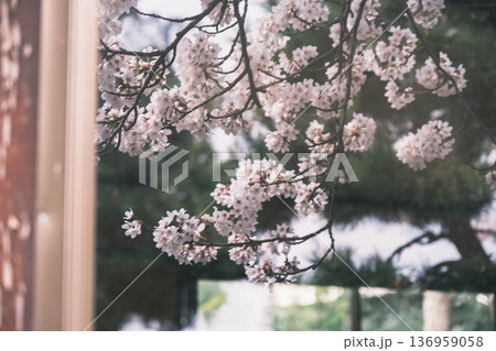 [長浜城]美しい桜が咲き誇る滋賀県の桜の名所 136959058