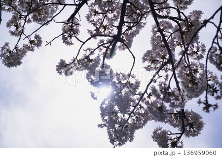 [長浜城]美しい桜が咲き誇る滋賀県の桜の名所 136959060