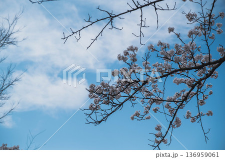 [長浜城]美しい桜が咲き誇る滋賀県の桜の名所 136959061