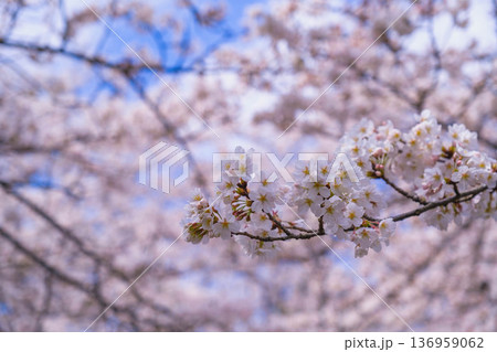 [長浜城]美しい桜が咲き誇る滋賀県の桜の名所 136959062